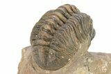 Curled Reedops Trilobite - Morocco #273447-4